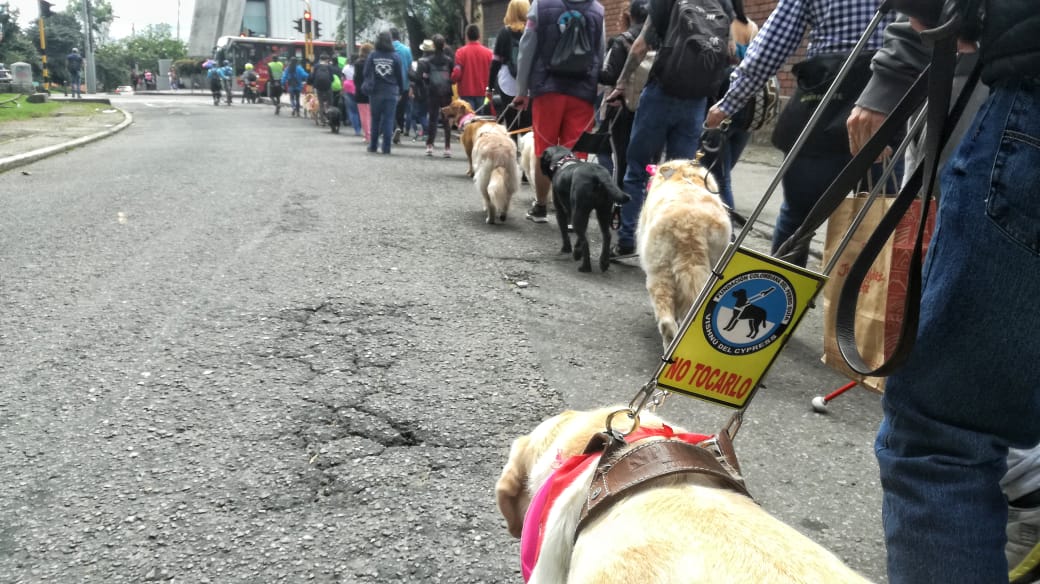 ‘Las huellas que guían’: La caminata por los derechos de los Perros Lazarillos 