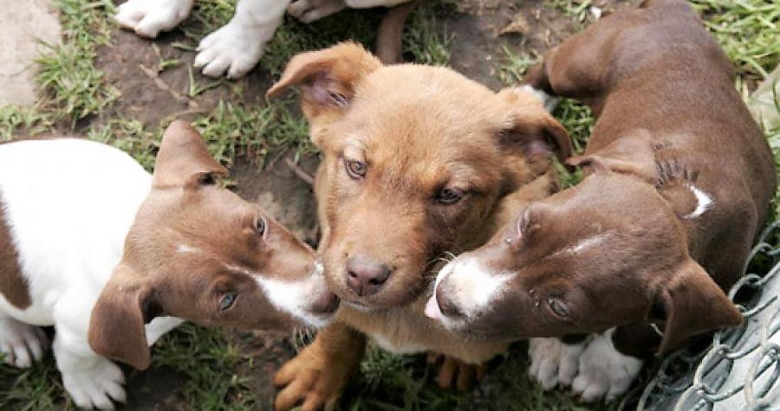 USME RECHAZA EL MALTRATO A LOS ANIMALES