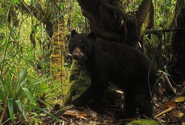 IDPAC se la juega por la defensa y protección de los animales