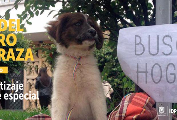 Día del Perro sin Raza: tu voluntariado hace especial una vida