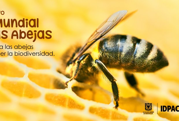 20 de mayo, Día Mundial de las Abejas