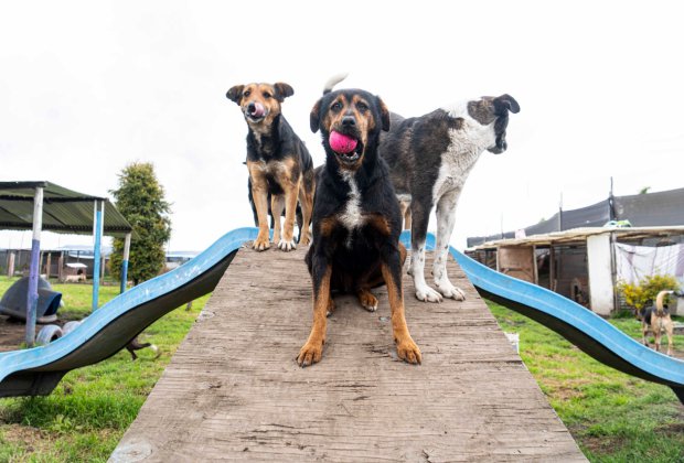 PERRITOS EN BÚSQUEDA DE AMOR: DÍA INTERNACIONAL DEL PERRO CALLEJERO