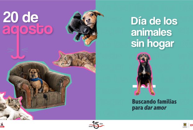 DÍA INTERNACIONAL DE LOS PERROS SIN HOGAR, BUSCAN UNA FAMILIA PARA DAR AMOR