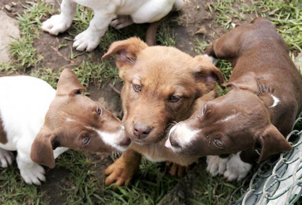 USME RECHAZA EL MALTRATO A LOS ANIMALES