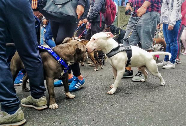 “Edúcate y Edúcame”: fue el eslogan en la Sexta Caminata por los Derechos de los Perros de Razas Fuertes