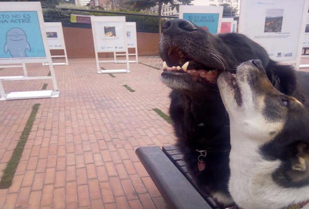 “Papalí, Emita y Don Ramón” visitan la exposición fotográfica de Bogotá Capital Animal