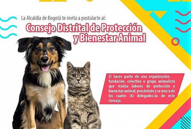 Abiertas inscripciones para el proceso de Elección al 'Consejo Distrital de Protección y Bienestar Animal'