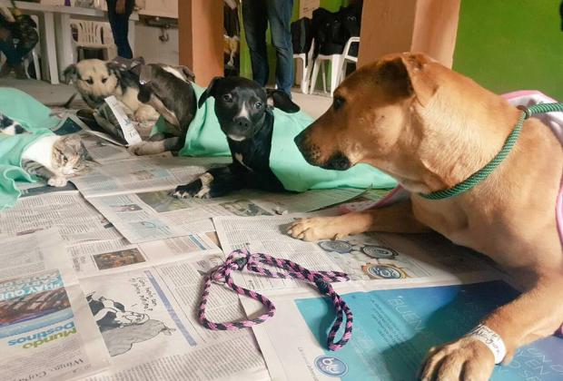 Normatividad Animalistas