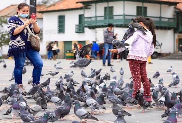 Sobrepoblación de palomas en la Plaza de Bolívar, un asunto de atención